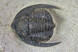 Diademaproetus Trilobite - Foum Zguid, Morocco #85957-2